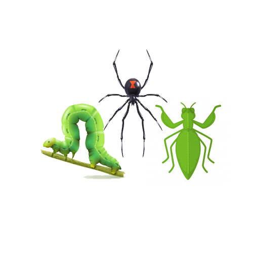 Insectes et vermines